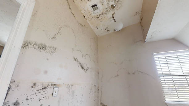 Best Mold Damage Restoration  in Lake Hiawatha, NJ